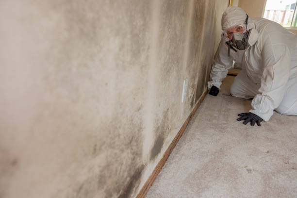 Best Mold-Related Health Consultation  in Garden Plain, KS